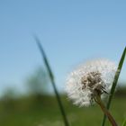 Pusteblume P1020055_1