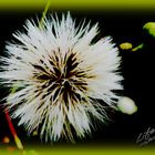 Pusteblume / PA 2011-0031