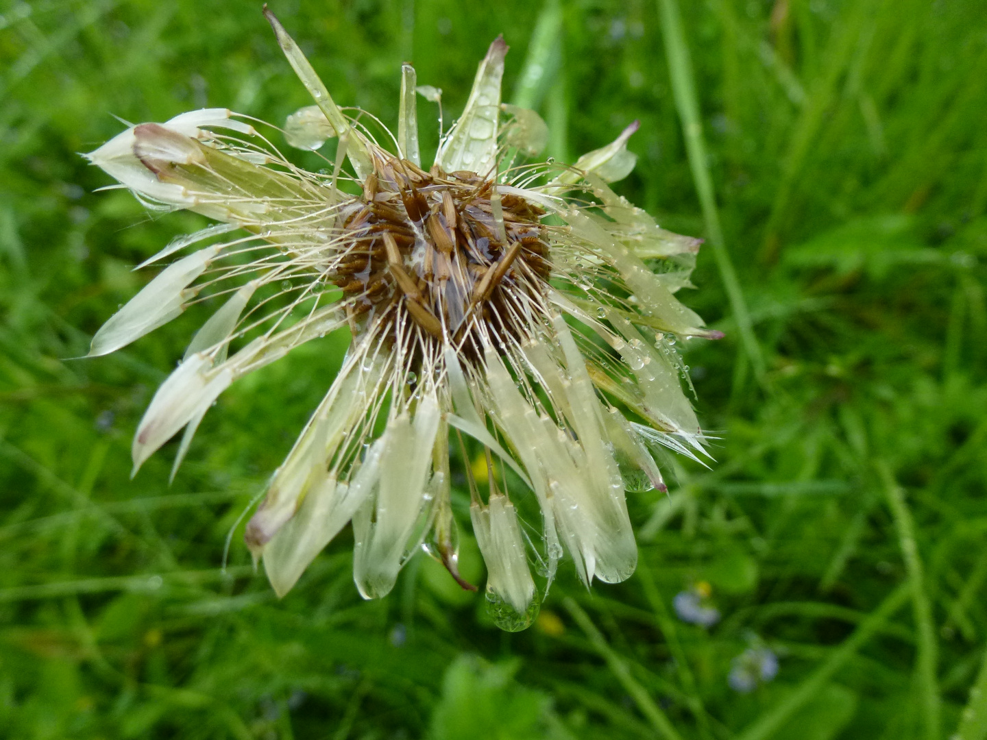 Pusteblume pitschenass