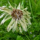 Pusteblume pitschenass