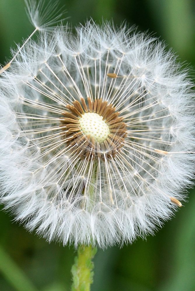 Pusteblume Porträt von Mr.Erwin 