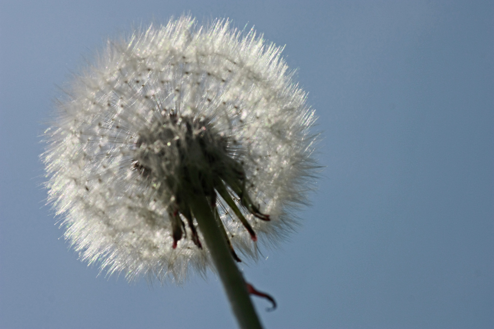 Pusteblume Postermotiv