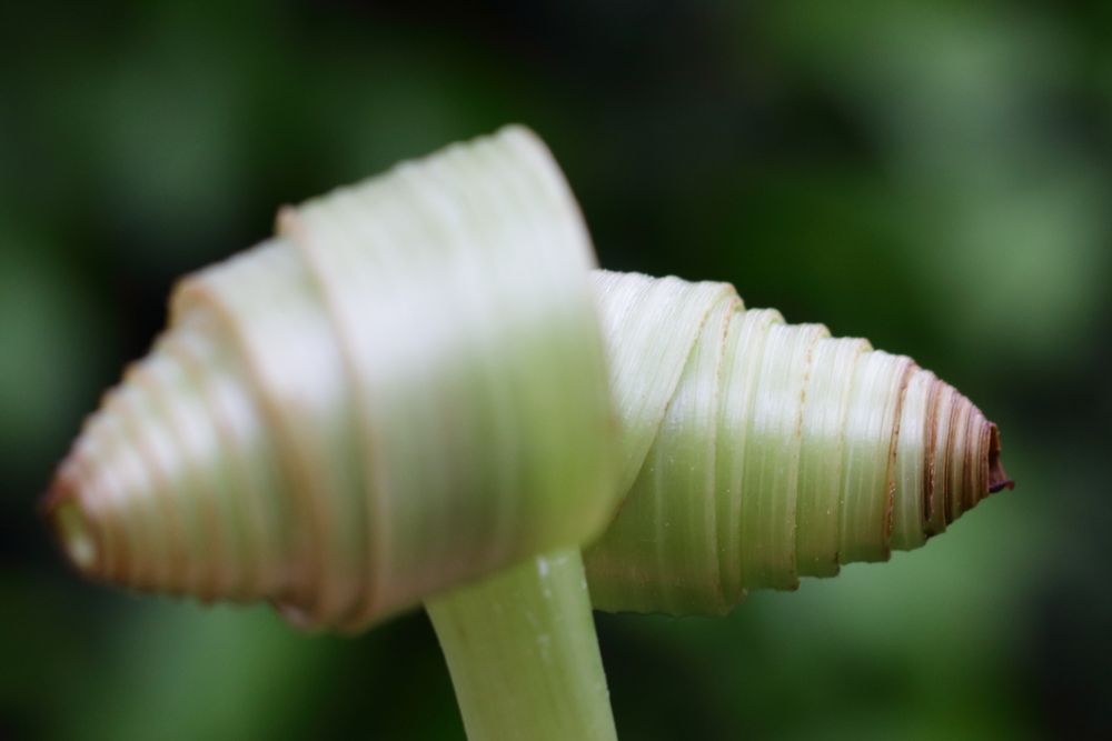 Pusteblume ? Pustekuchen !