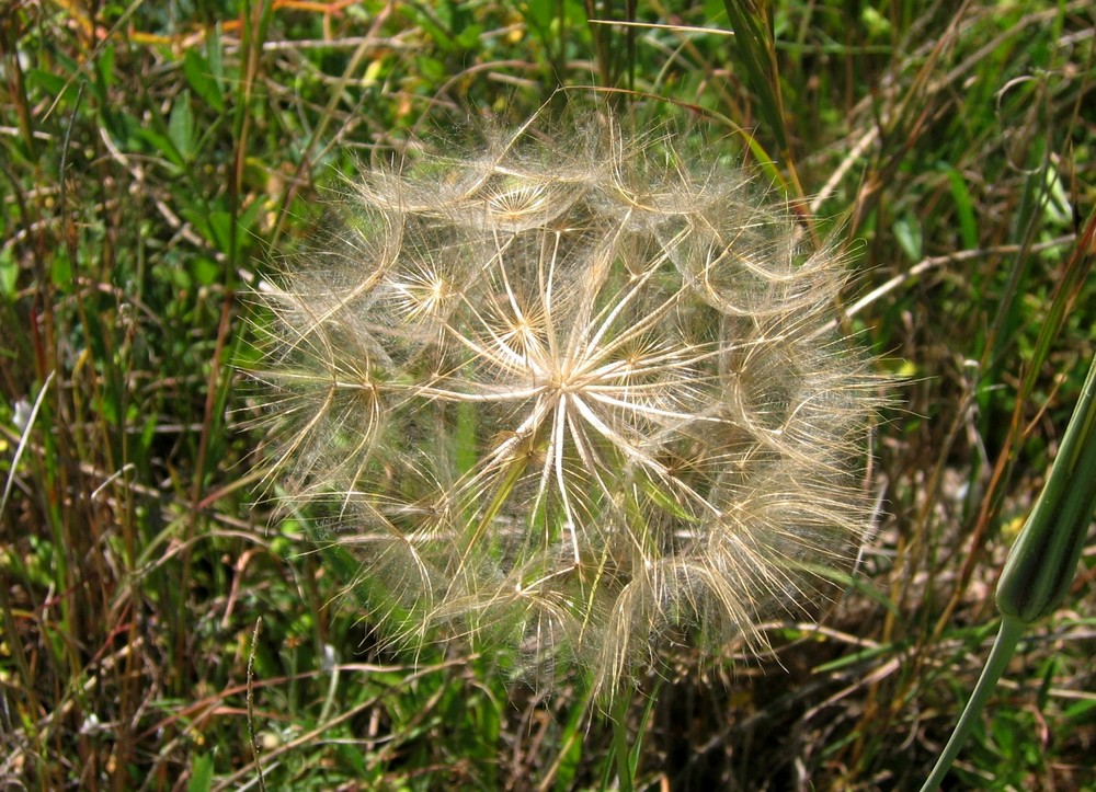 Pusteblume? Pustekuchen! Was dann?