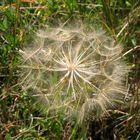 Pusteblume? Pustekuchen! Was dann?