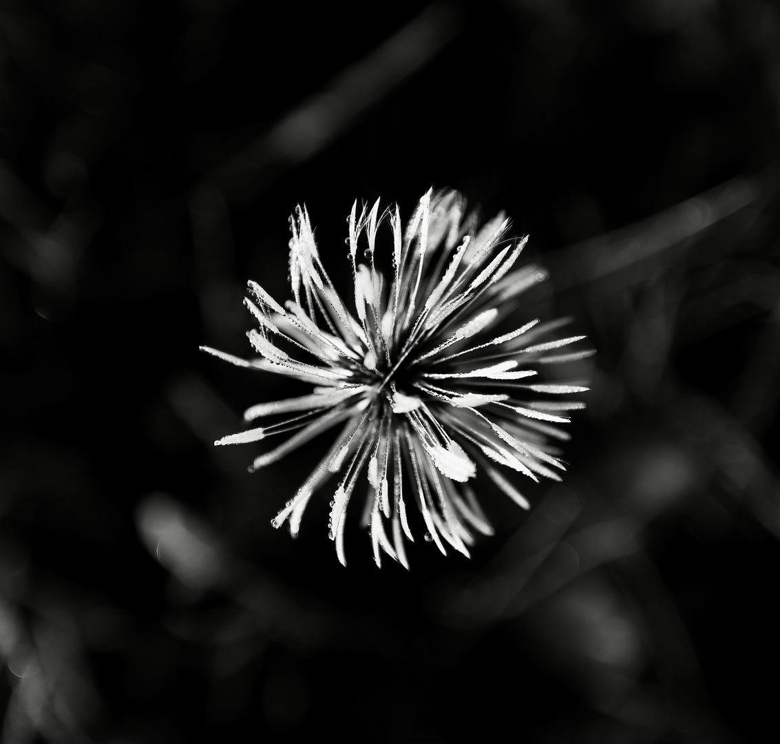 Pusteblume,  quadratisch 