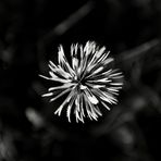 Pusteblume,  quadratisch 