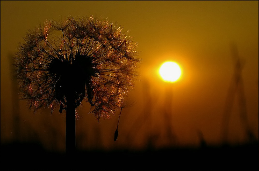 Pusteblume (re)