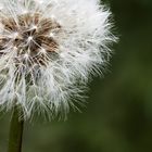 "Pusteblume" (Reife Löwenzahnpflanze )