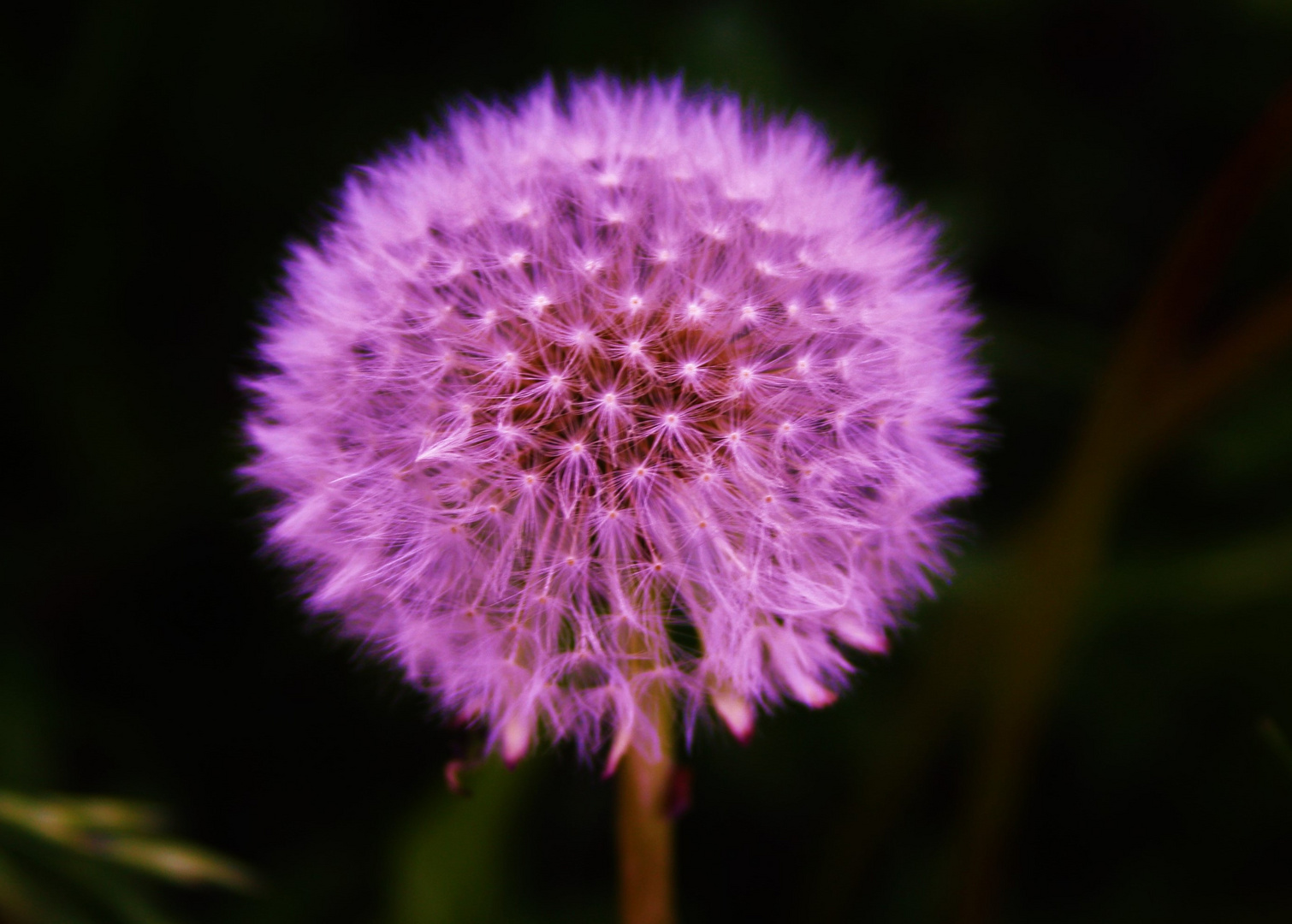 pusteblume rosa