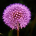 pusteblume rosa