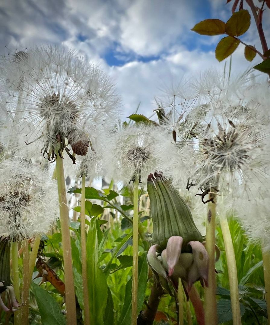 Pusteblume Rosswein