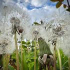 Pusteblume Rosswein