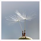 Pusteblume - Samen