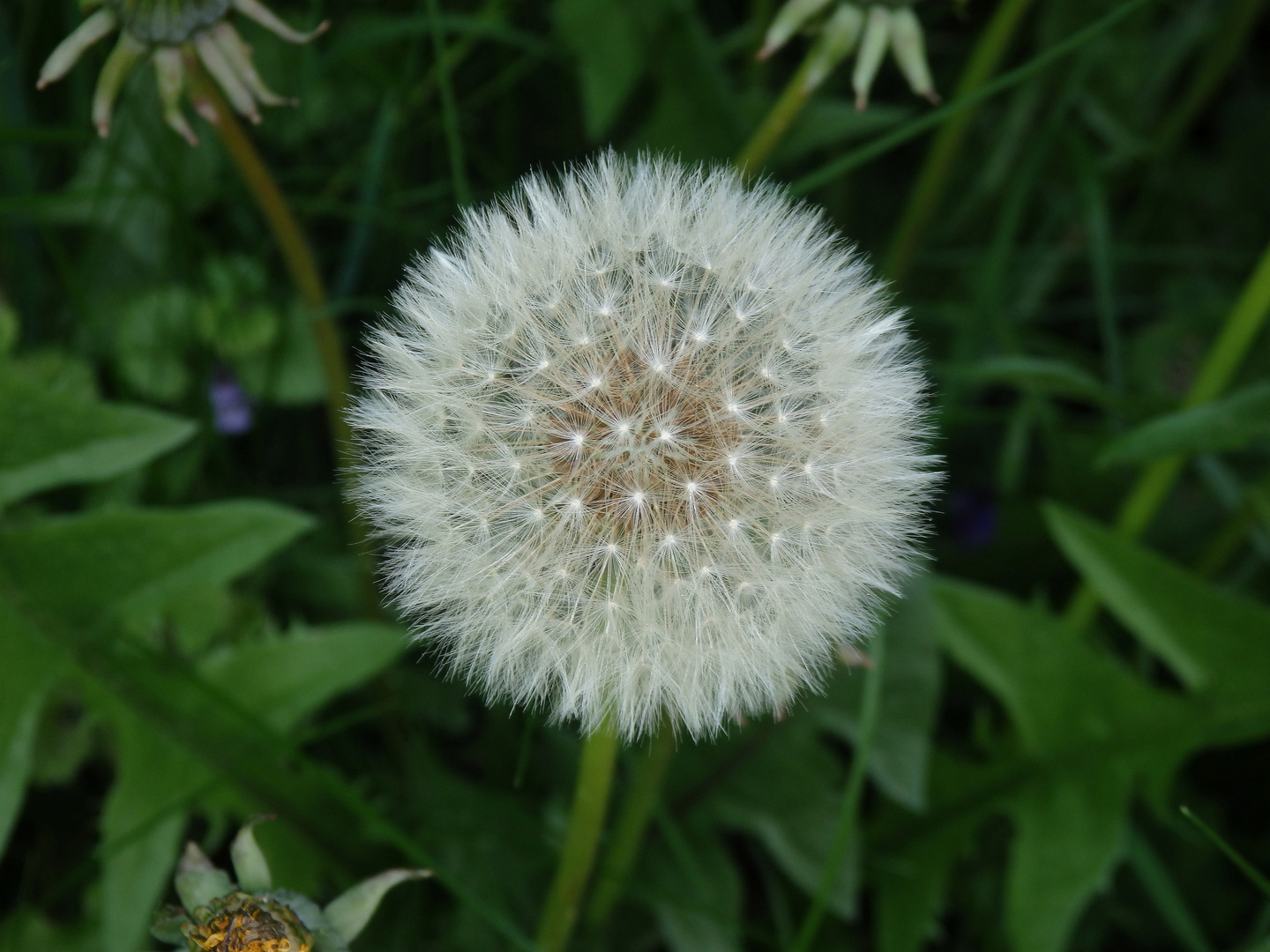 Pusteblume - Samenstand eines Löwenzahns (Taraxacum officinale)