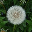 Pusteblume - Samenstand eines Löwenzahns (Taraxacum officinale)