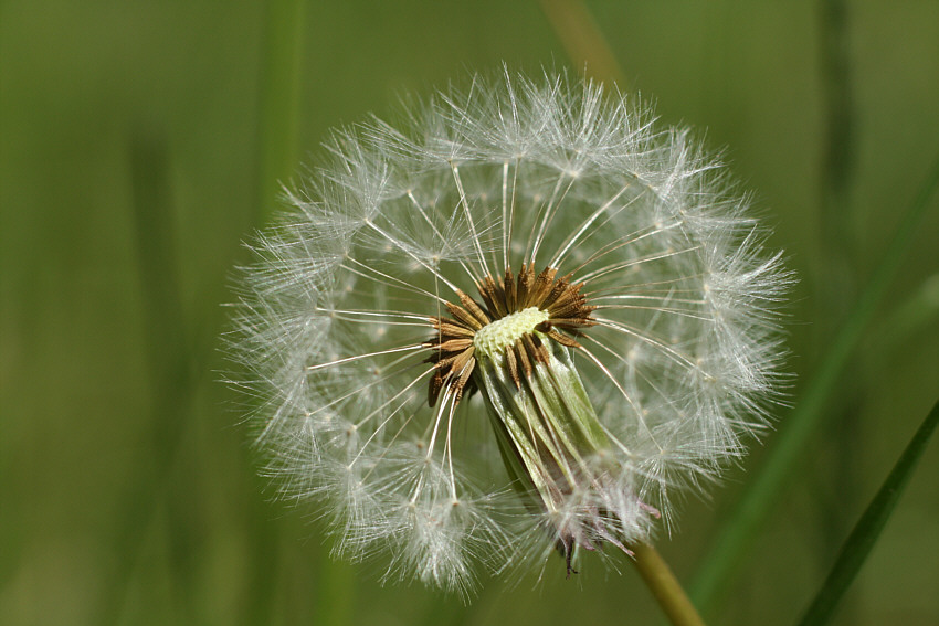 Pusteblume, schon angepustet