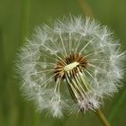 Pusteblume, schon angepustet