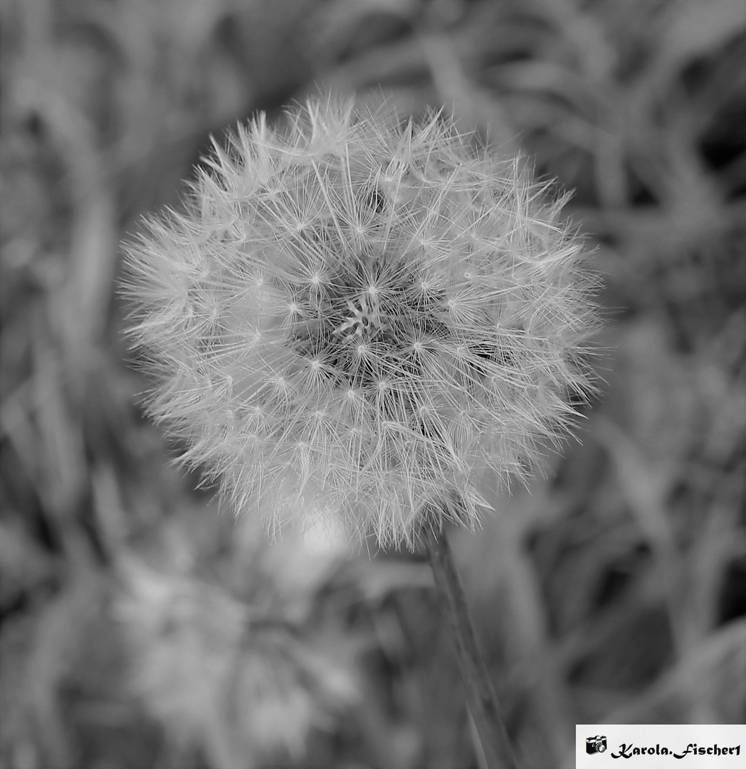 Pusteblume Schwarz weiß_1