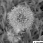 Pusteblume Schwarz weiß_1