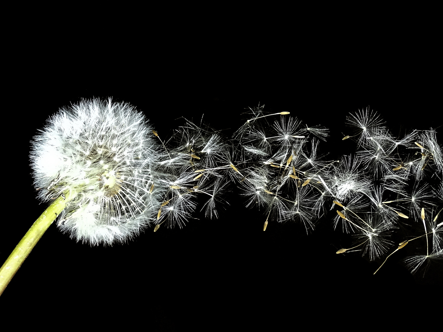 Pusteblume Schwarzer Hintergrund