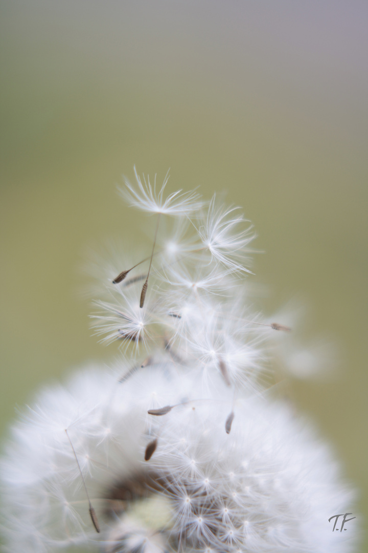 Pusteblume signatur 2