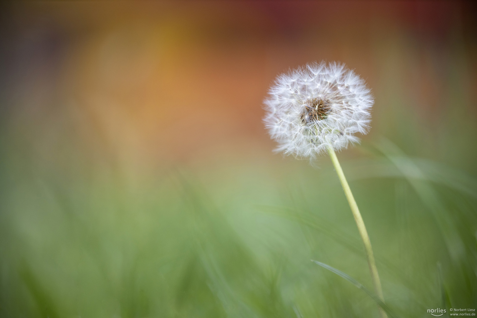 Pusteblume soft