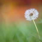 Pusteblume soft