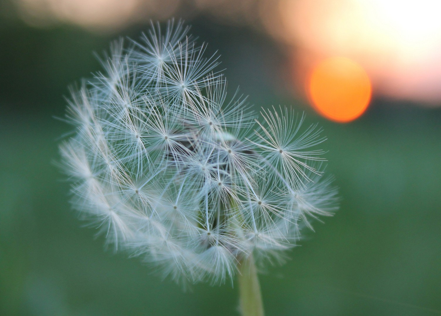 Pusteblume-Sonnenaufgang