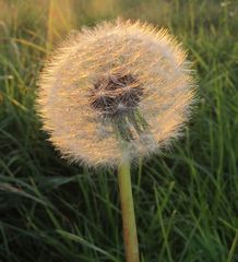 Pusteblume sonnt sich