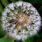 Pusteblume / Stadtgärtnerei Zürich-CH