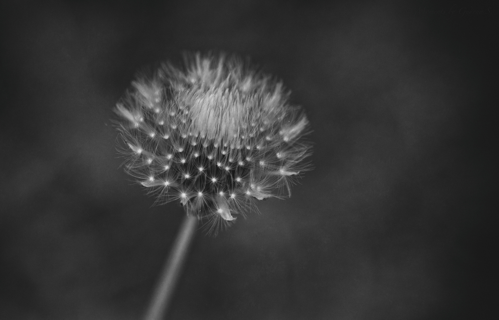 Pusteblume sw