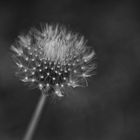 Pusteblume sw