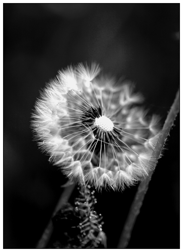 Pusteblume SW