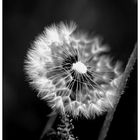 Pusteblume SW