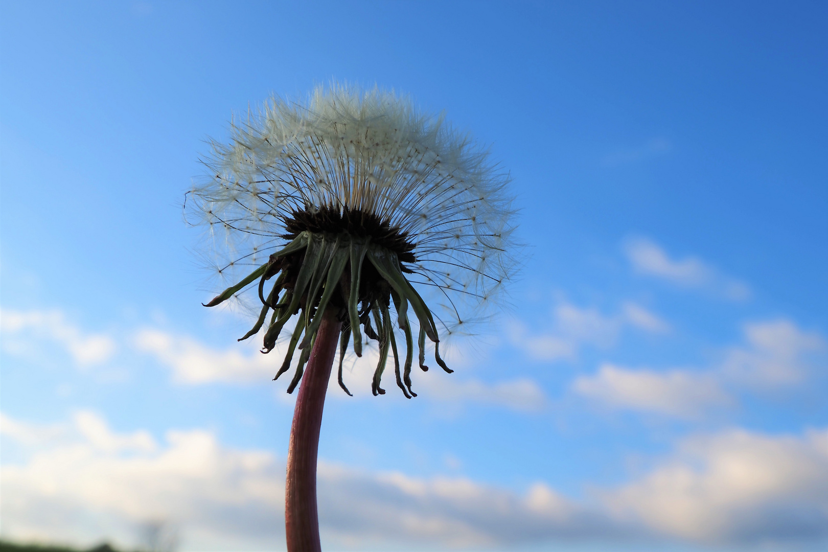 Pusteblume / Taraxacum