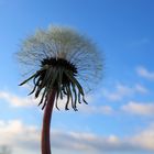 Pusteblume / Taraxacum