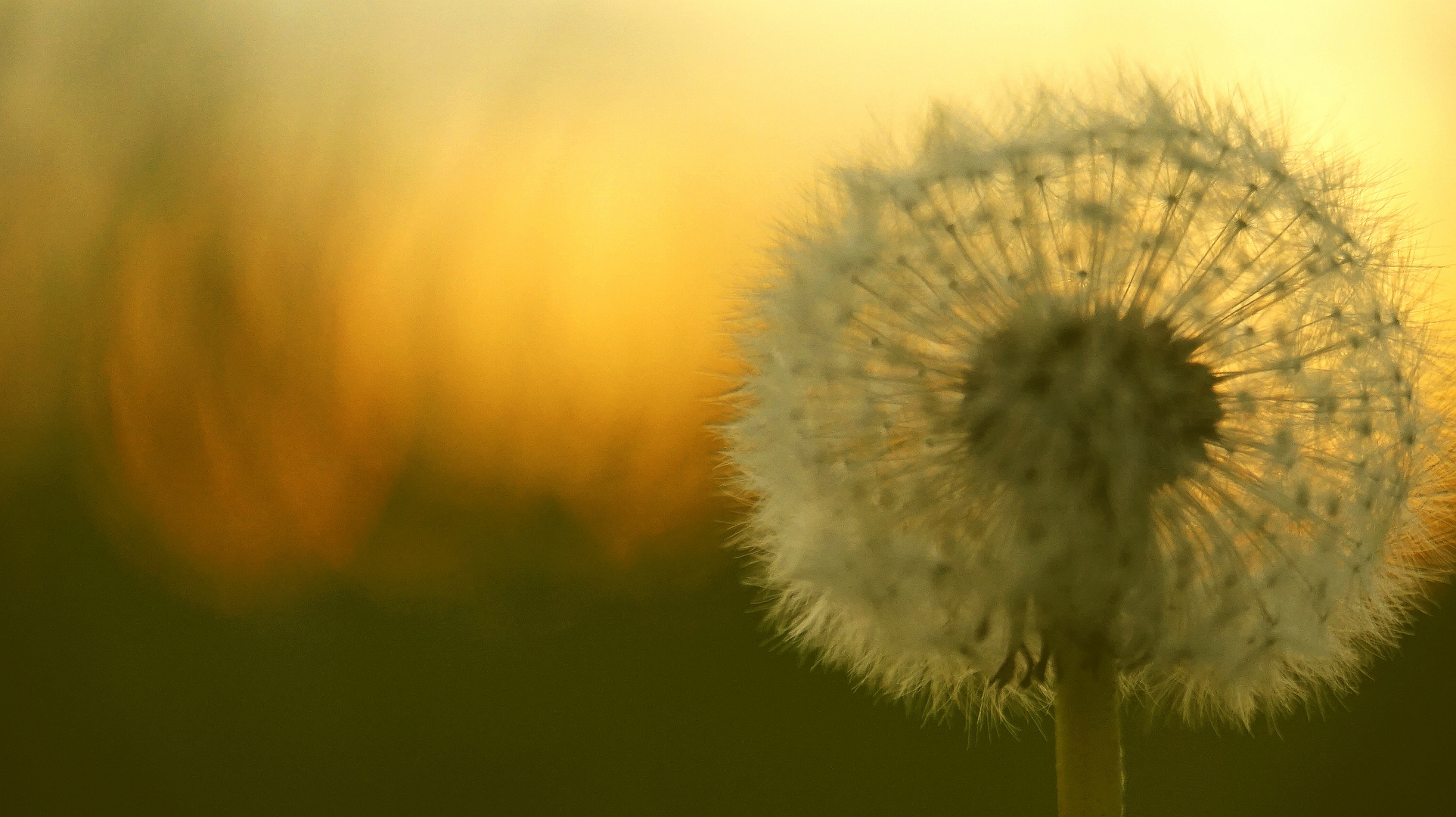 Pusteblume (Taraxacum officinale) am Abend