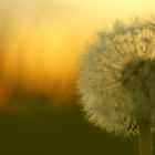 Pusteblume (Taraxacum officinale) am Abend