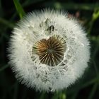 Pusteblume, Tau bedeckt