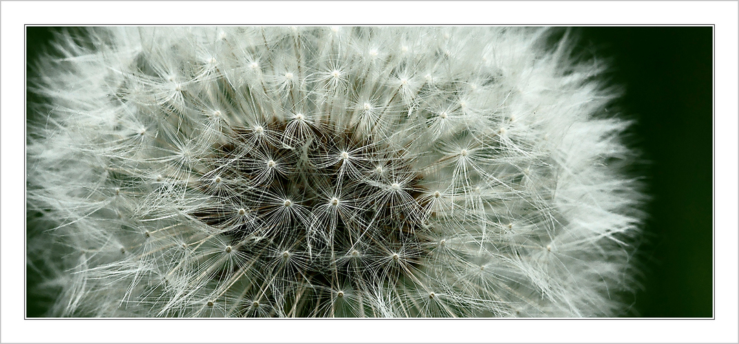 Pusteblume Teil 1