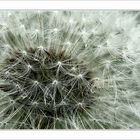 Pusteblume Teil 1