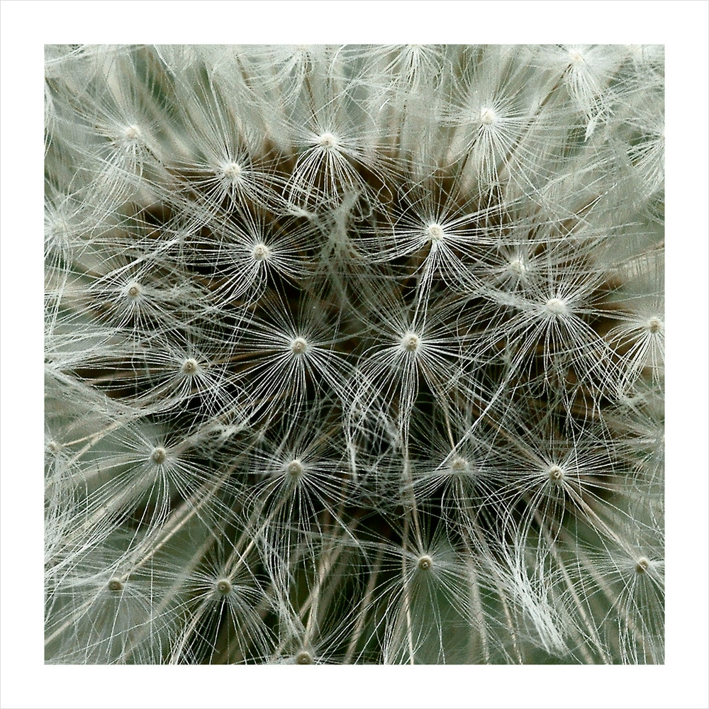 Pusteblume Teil 2