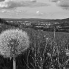 "Pusteblume" über Freiburg