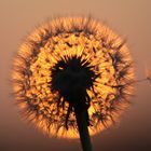 Pusteblume und Abendsonne