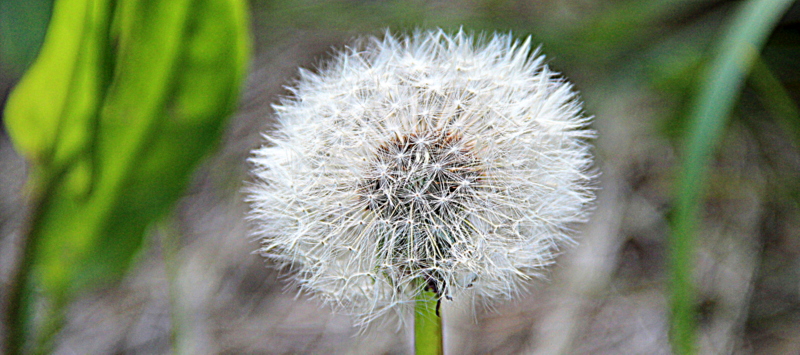 Pusteblume und HDR