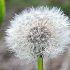 Pusteblume und HDR