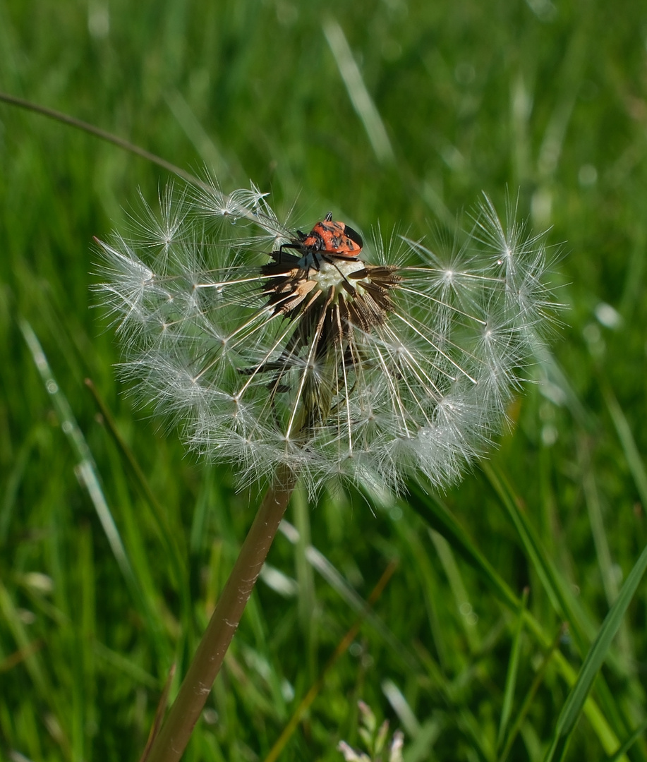 Pusteblume und Insekt,, X100VI