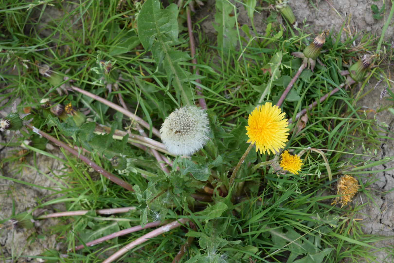 Pusteblume und Löwenzahn