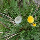 Pusteblume und Löwenzahn